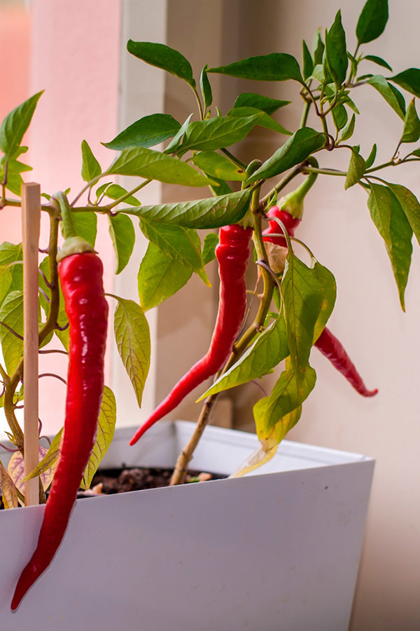 Hot Pepper Growing Kit