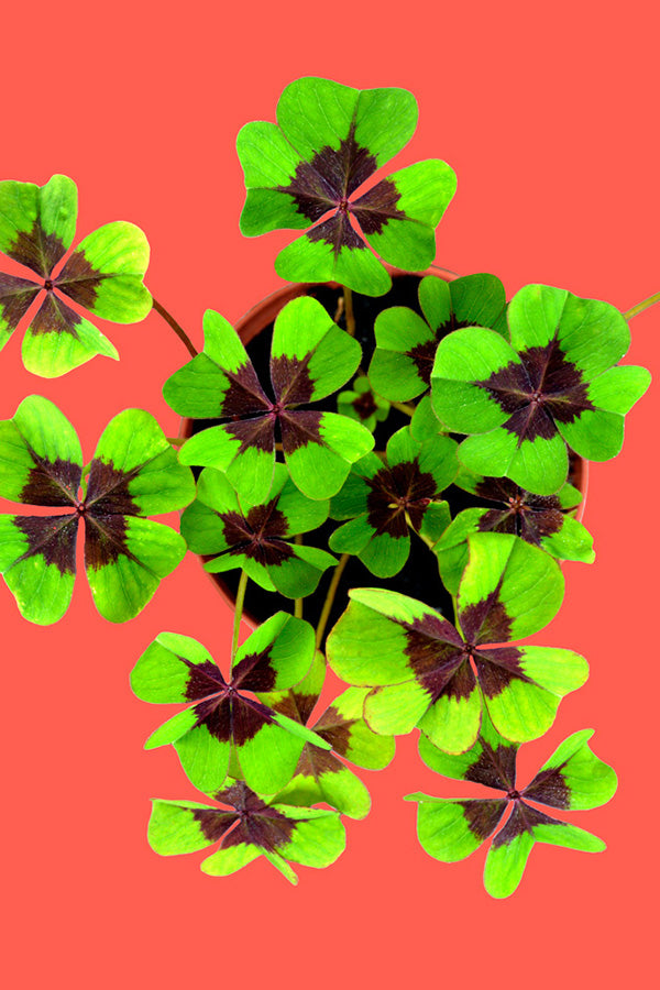 Good Luck – Firkløver Growing Kit