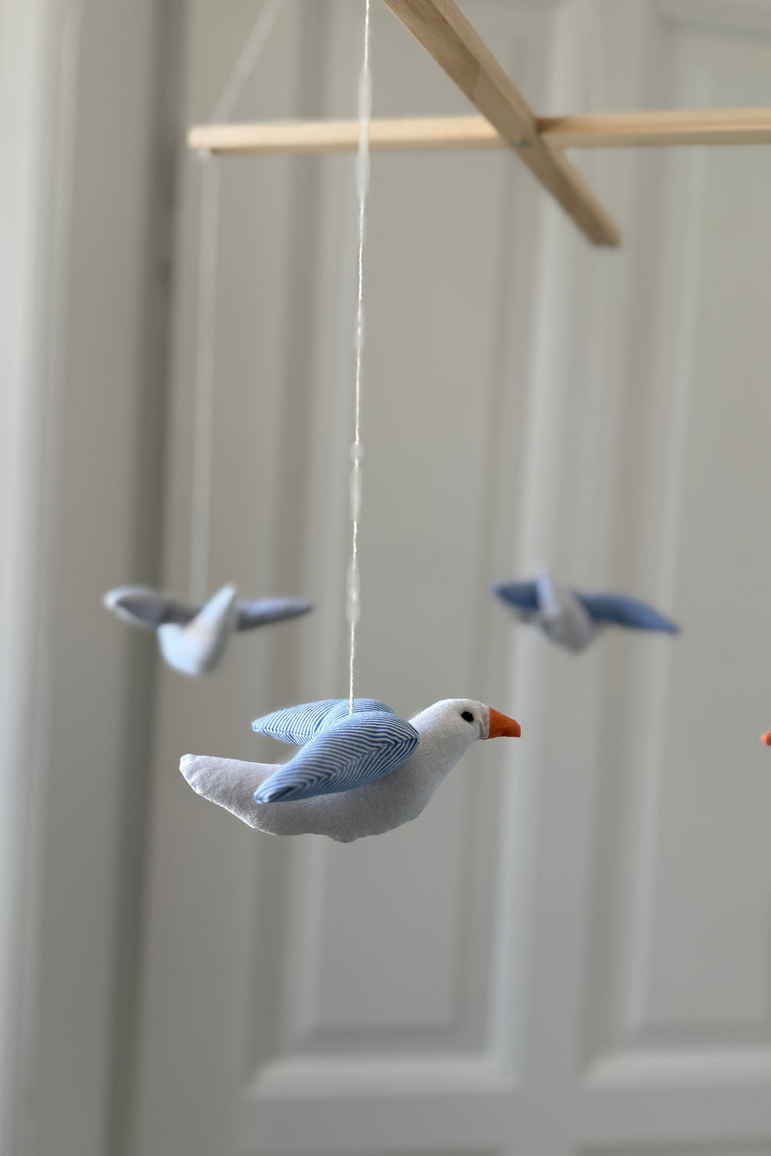Seagull disturbance