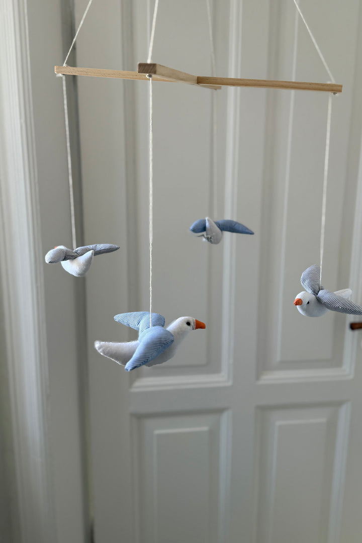 Seagull disturbance