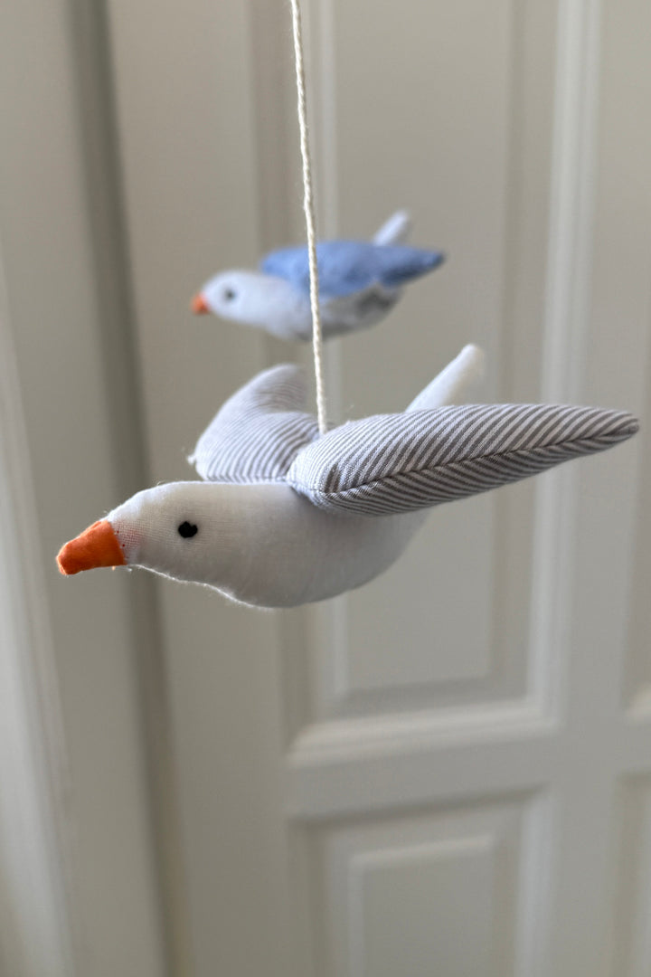 Seagull disturbance