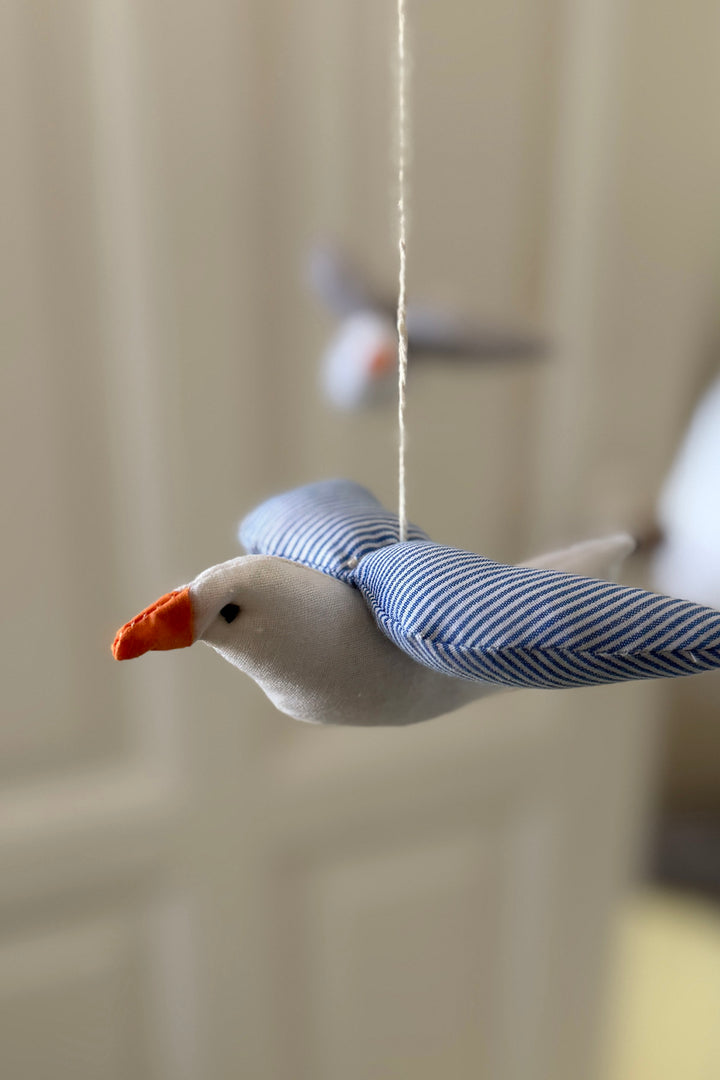 Seagull disturbance