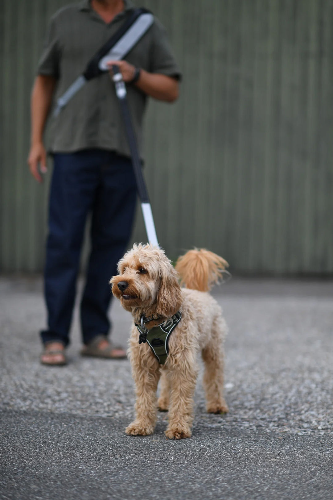 Multifunctional Dog Leash with Reflector - "Safe & Shine"